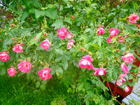 P6020045