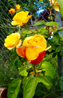 P7060334