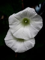 P7070004