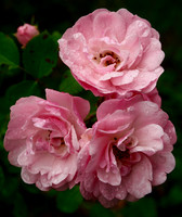 P7010016