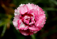 P7010027