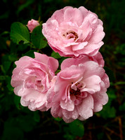 P7010011
