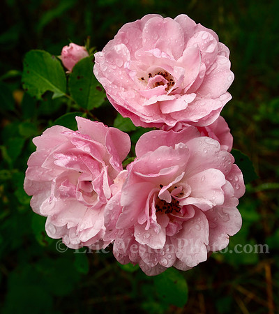 P7010011