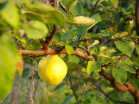 PA050009