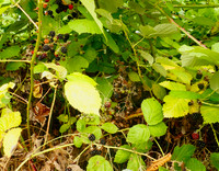 P9120004