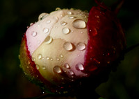P6060013