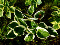 P6070010