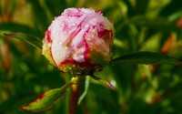P6060012