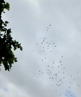 P8010024