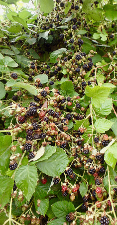 P8120009