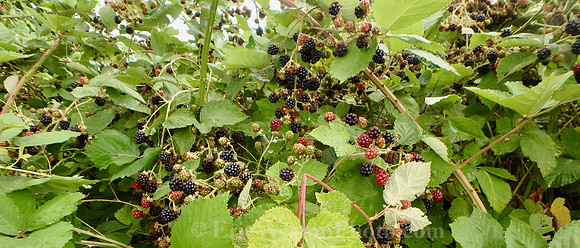 P8120008