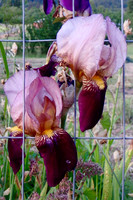 P6050047