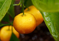 P7050024