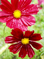 P7050026