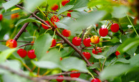 P7040026