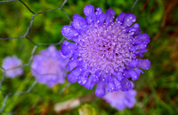 P7050017