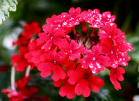 P7050032