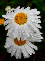 P7050019
