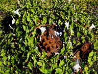 P7040074