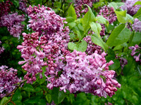 P5020069