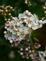 P5040015