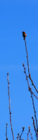 P4060017