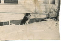 DaveOldDog