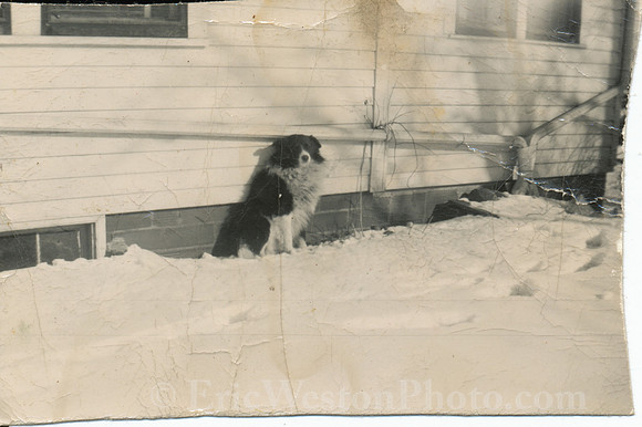 DaveOldDog