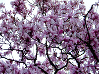 100_0408 (1)