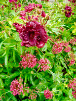 100_9850 (1)