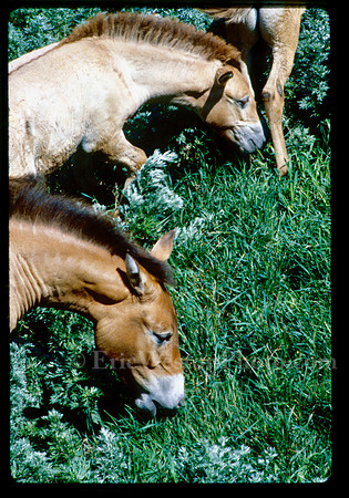 sl198608f05e06