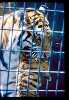 1986 / 08 August MinnesotaZoo