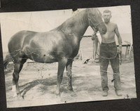 DadHorse