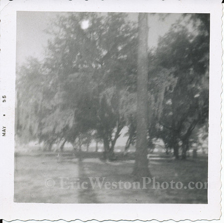 BlurryTrees1955