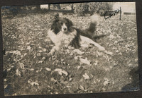 Dad'sDog