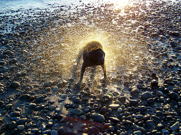 dogshake