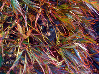 CatMaple