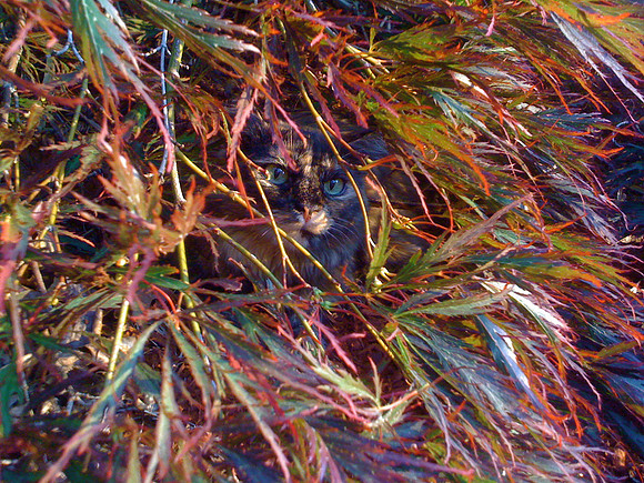 CatMaple