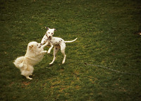 dogs