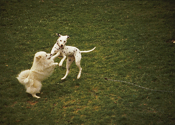 dogs