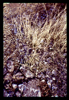 sl19840410a03