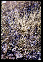 sl19840410a06