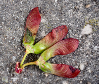 P4040010