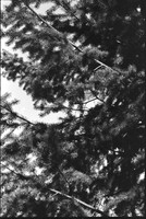 0037130