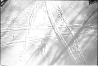 00391c13