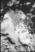 0048301
